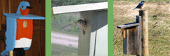 Bluebird nesting boxes
